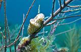 Cyphoma gibbosum 3  Port Louis